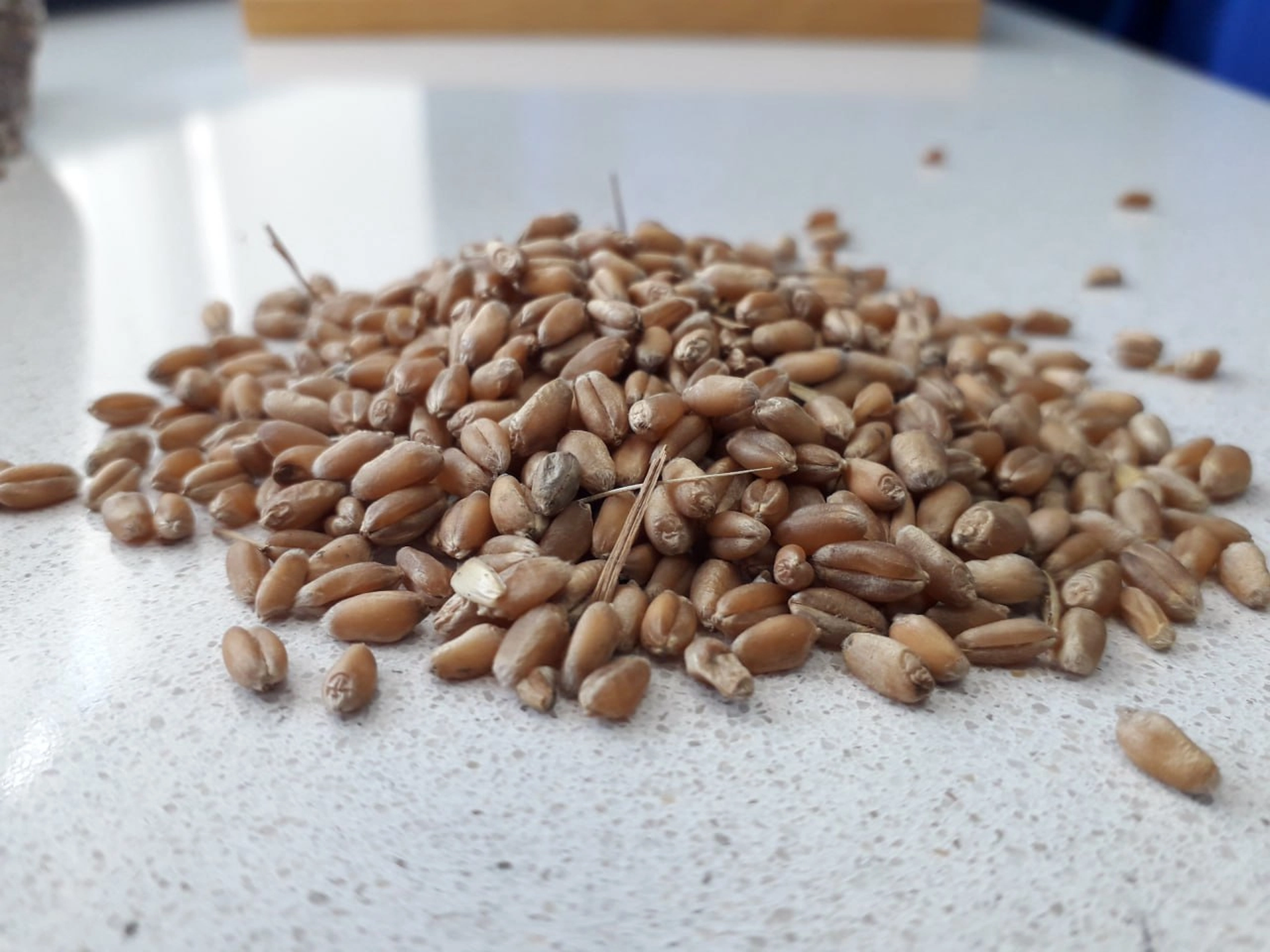 Фітопатологічний аналіз насіннєвого матеріалу